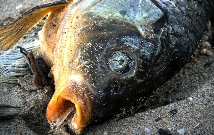 Beached1370