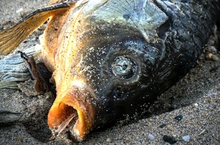 Beached1370