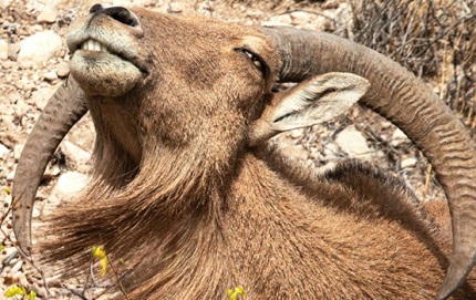BarbarySheepCarlsbadNP