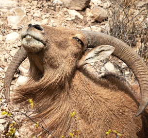 BarbarySheepCarlsbadNP