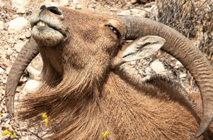 BarbarySheepCarlsbadNP