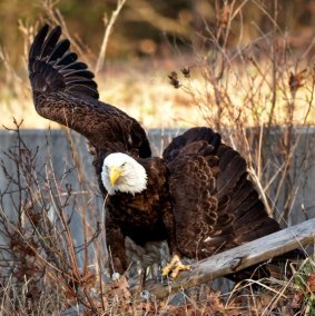 BrokenWingEagleSeawall