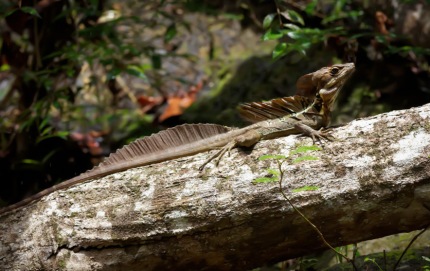 BrownBasiliskLizzard