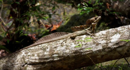 BrownBasiliskLizzard