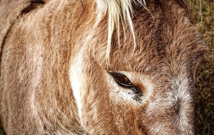 Donkey