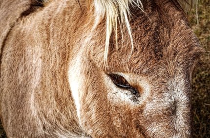 Donkey