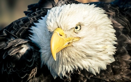 EagleStare