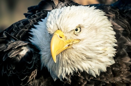 EagleStare