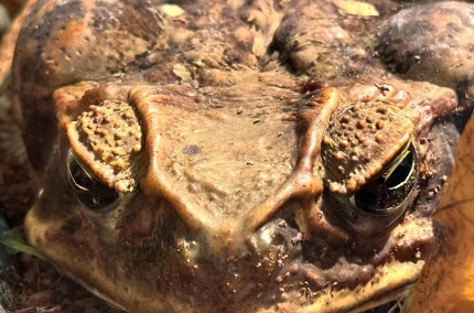 Froggy2