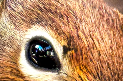 GroundSquirrel-2