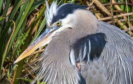 HunkereddownGreatBlueHeron-copy