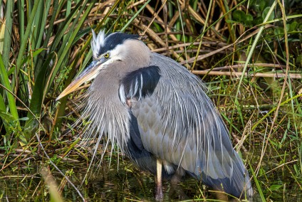 HunkereddownGreatBlueHeron-copy