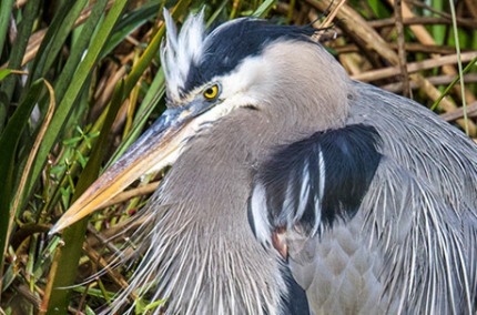 HunkereddownGreatBlueHeron-copy