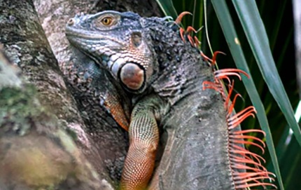 IguanaTree1