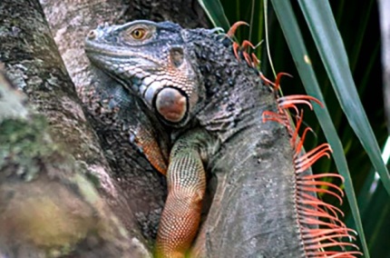 IguanaTree1