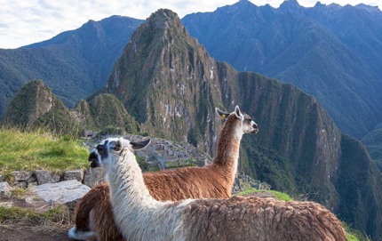 LlamasMachuPicchuPachacutiHuaynaPicchu