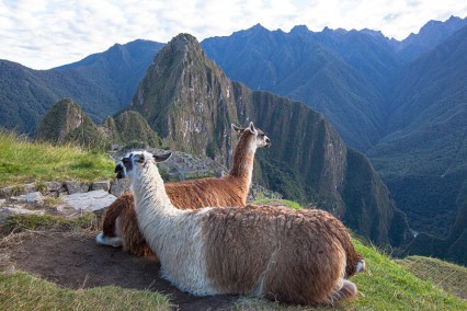 LlamasMachuPicchuPachacutiHuaynaPicchu