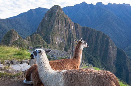 LlamasMachuPicchuPachacutiHuaynaPicchu