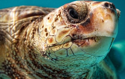 LoggerheadSeaTurtle