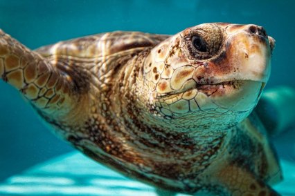 LoggerheadSeaTurtle