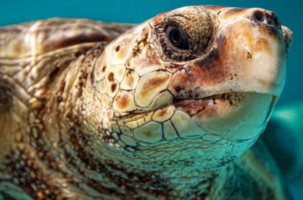 LoggerheadSeaTurtle