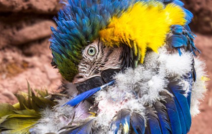 MacawPeru