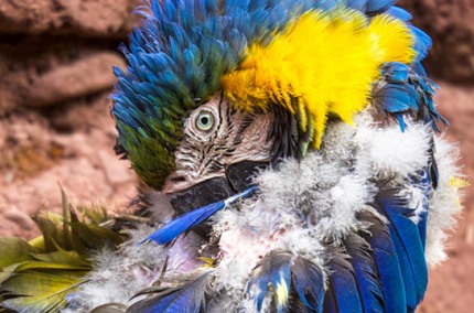 MacawPeru