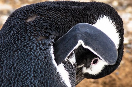 MagellanicPenguinIslaMagdalena
