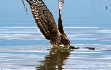 RedTailRaptor