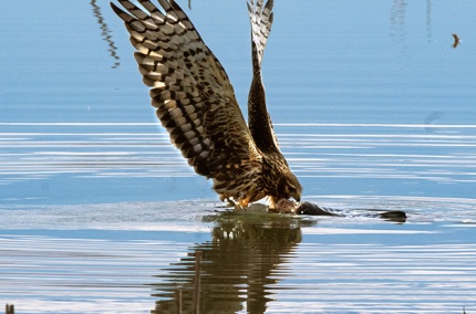 RedTailRaptor