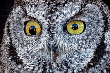 ScreechOwlLookingatYou