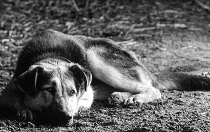 StableDog