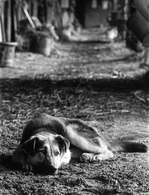 StableDog