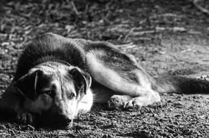 StableDog