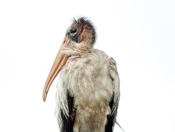 StandingTallWoodstork