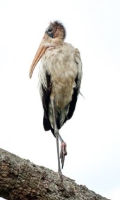 StandingTallWoodstork