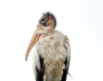 StandingTallWoodstork