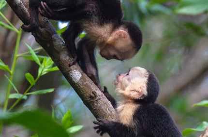 White-facedCapuchinmonkeysCostaRica
