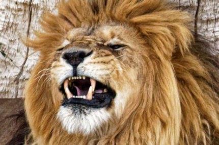 WildAnimalSanctuaryAfricanLion
