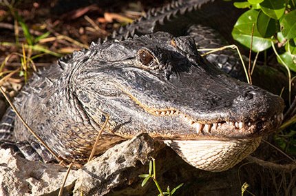 AmericanAlligatorTamiamiTrail