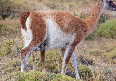 AltiplanoGuanacosMomandChulengo