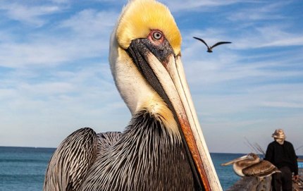 BrownPelicansFishingPier