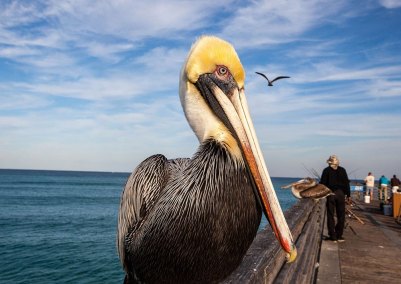 BrownPelicansFishingPier