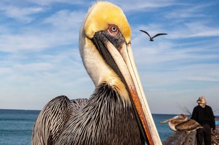 BrownPelicansFishingPier
