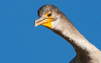 CormorantLakePanasoffkee