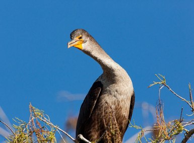 CormorantLakePanasoffkee