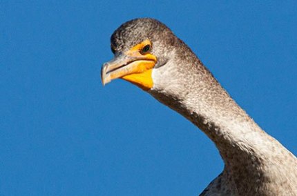 CormorantLakePanasoffkee