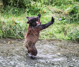 CubBrownBearFishcreekAlaska