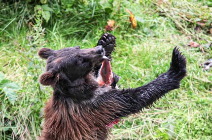 CubBrownBearFishcreekAlaska
