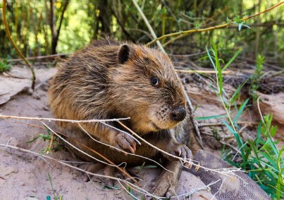 GrandCanyonBeaverPose